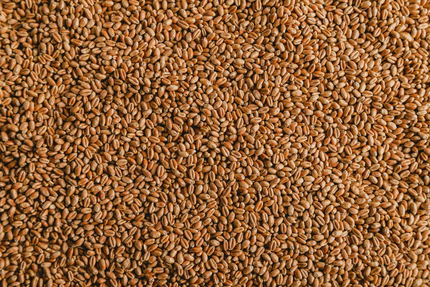 Premium Wheat